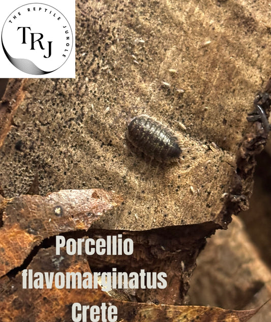 Porcellio flavomarginatus Crete Isopods