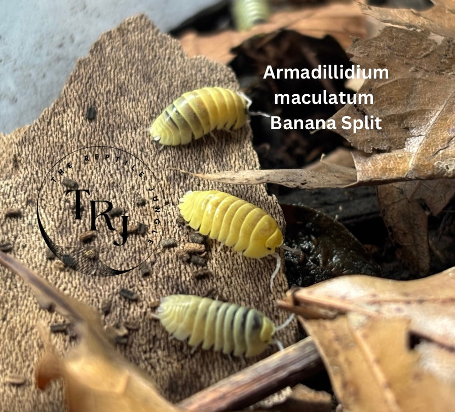 Armadillidium maculatum Banana Split Isopod