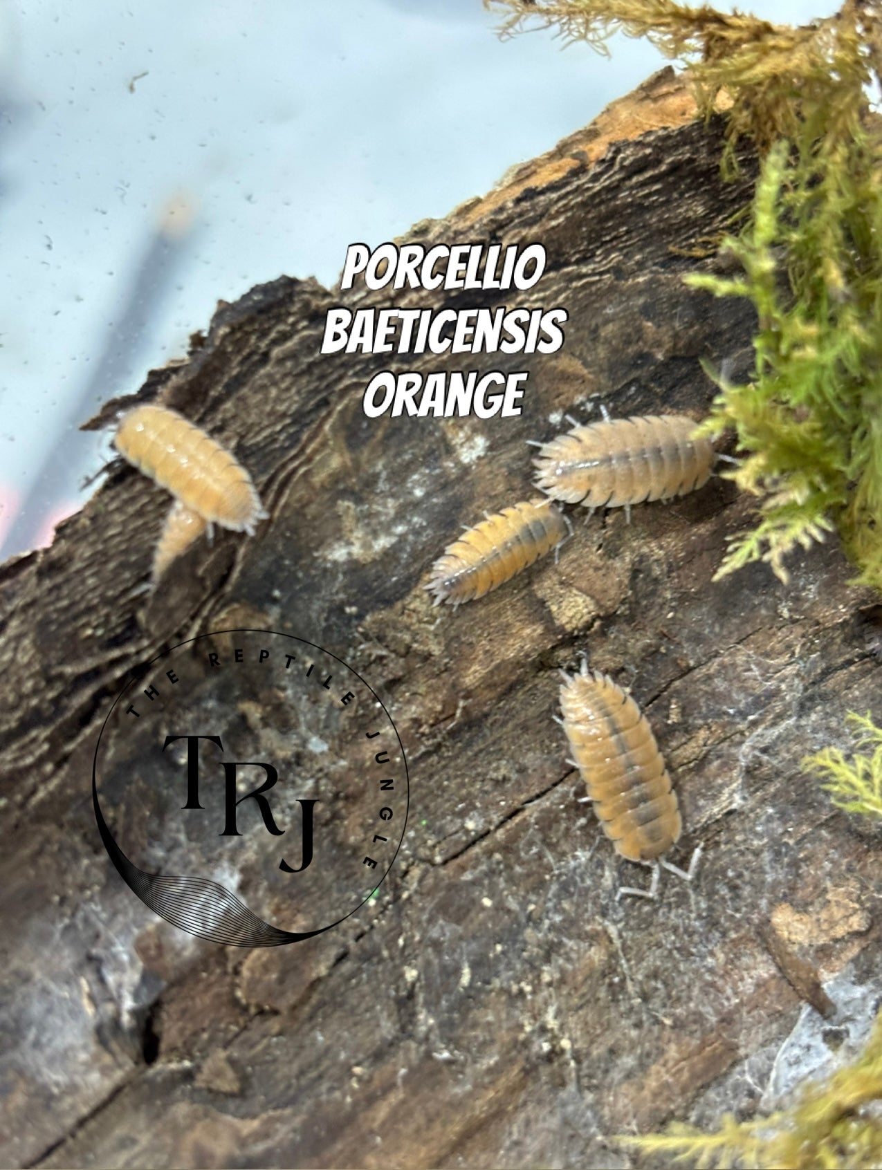 Porcellio Baeticensis orange Isopods