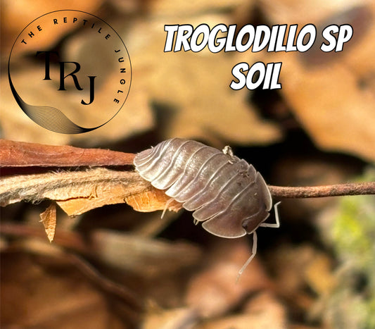 Troglodillo sp Soil Isopods