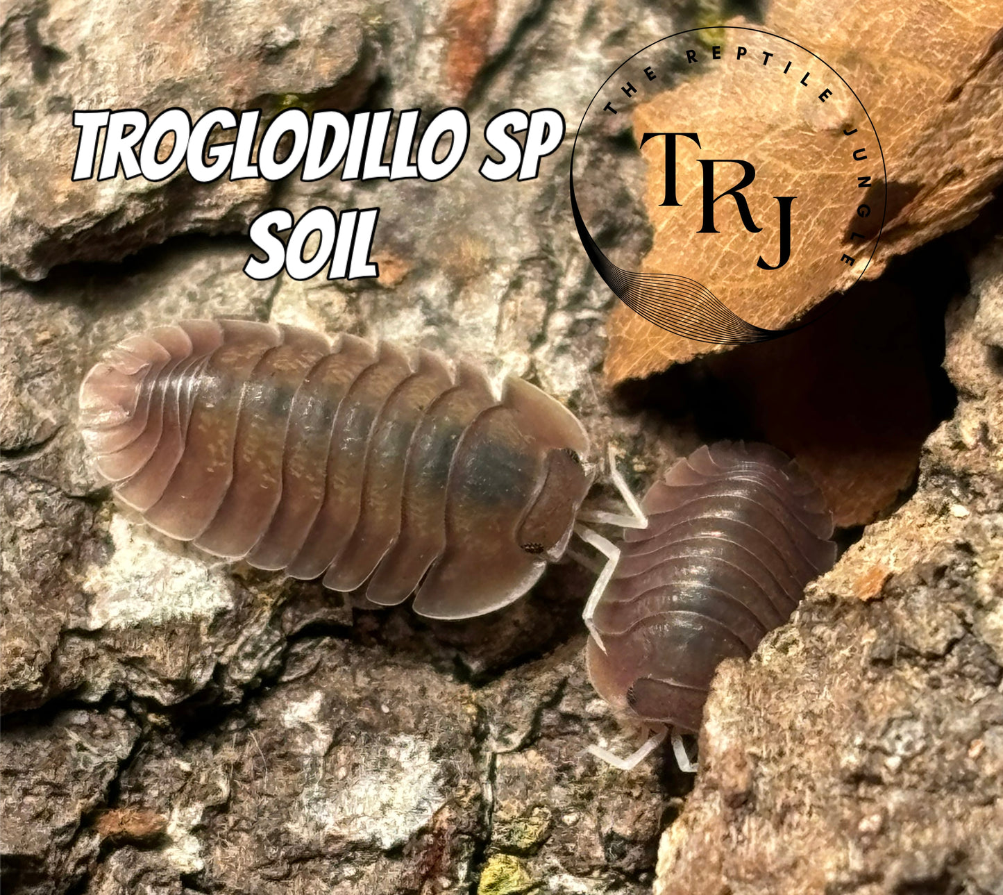 Troglodillo sp Soil Isopods