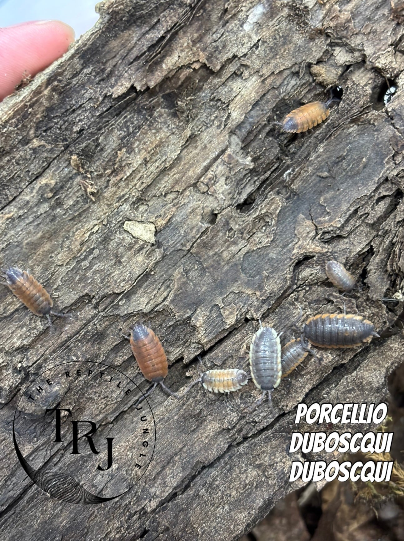 Porcellio duboscqui duboscqui Isopods