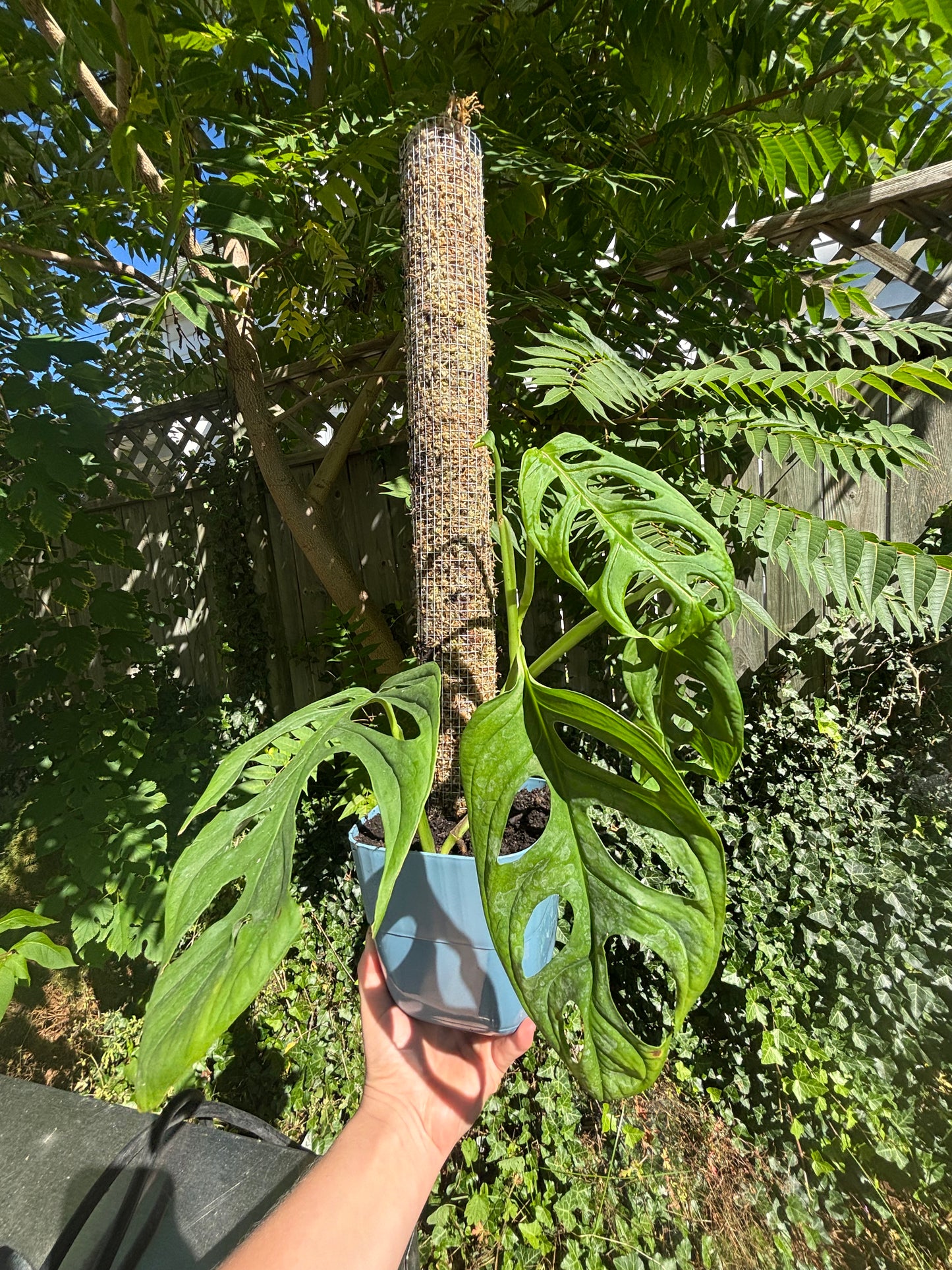 Monstera on a 2ft moss pole, Monstera House Plant for House, House Plant