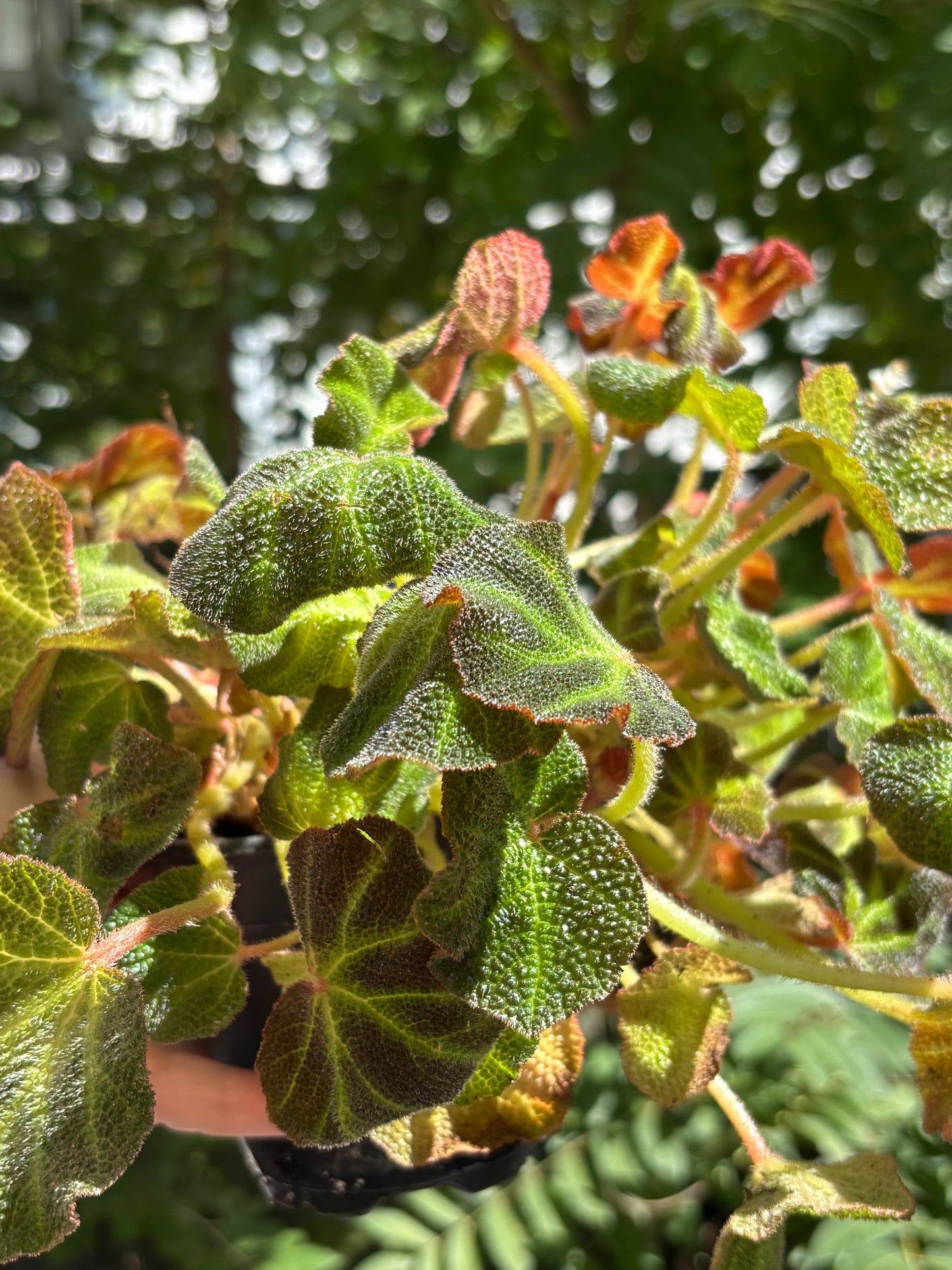 Begonia Soli mutata, plant for Vivarium, Terrarium Plant, House Plant