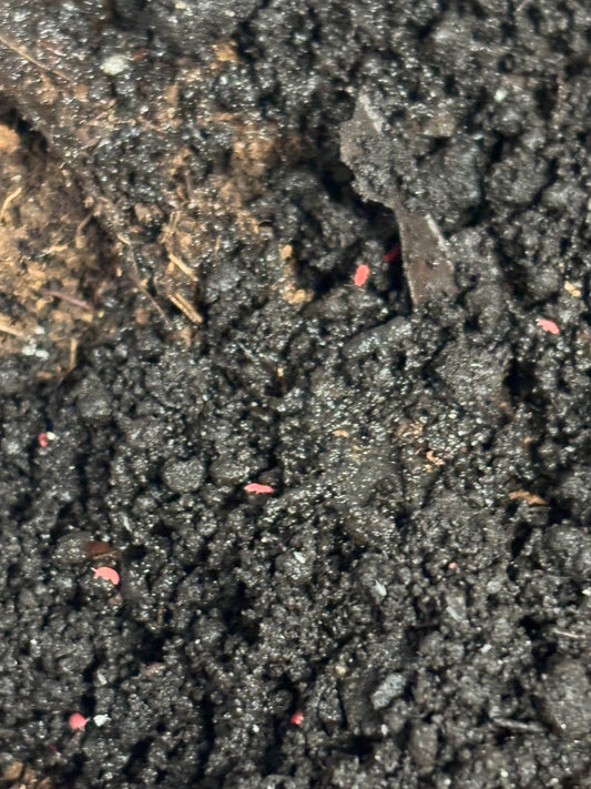 Lobella sp Thai Red Springtail Culture, Springtails