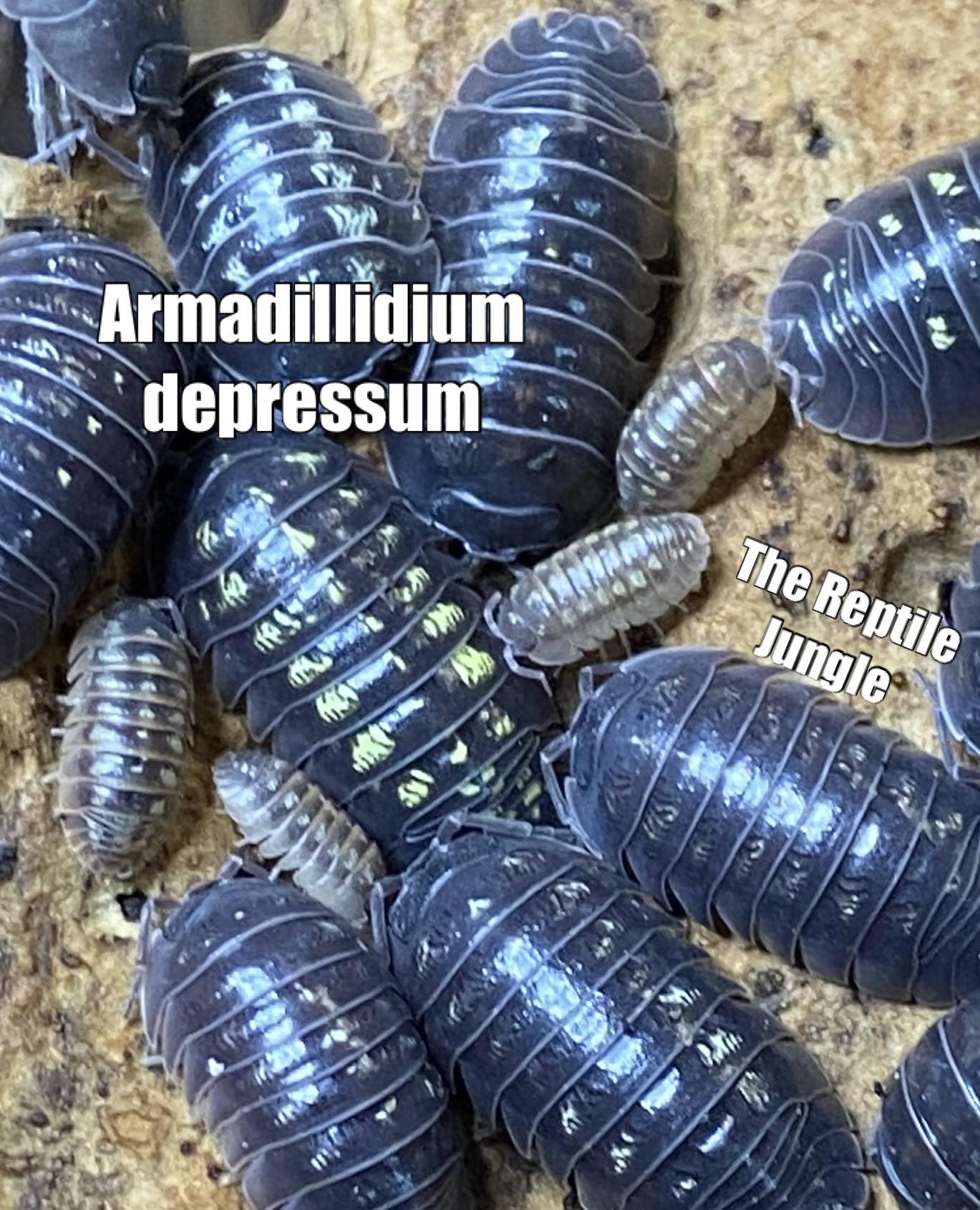 Armadillidium depressum Isopods