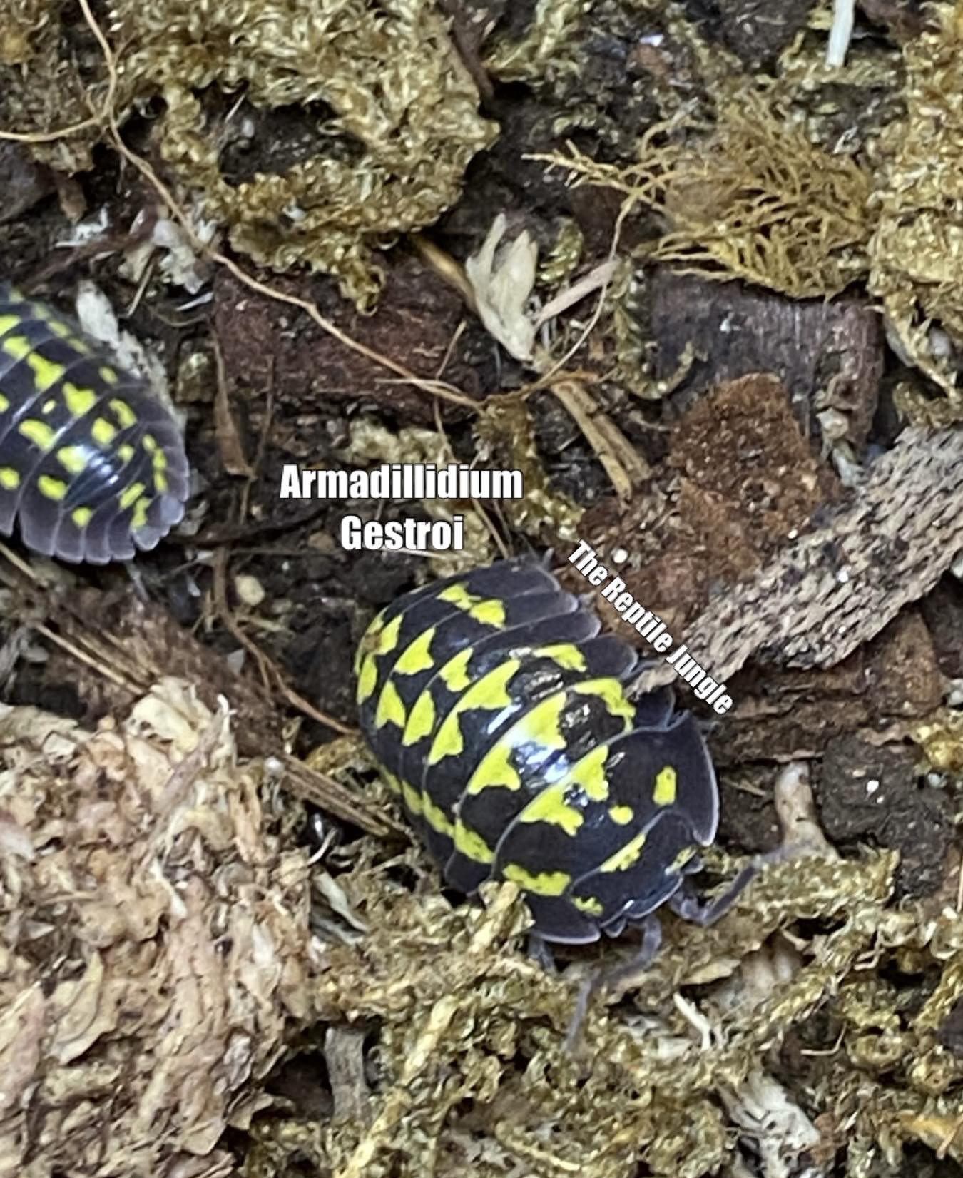 Armadillidium gestroi Isopods