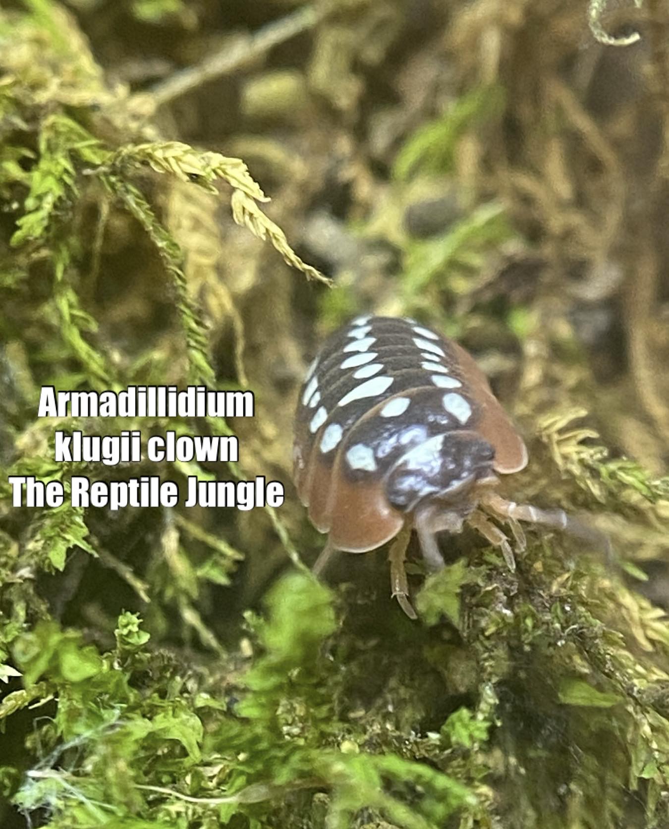 Armadillidium klugii Clown Isopods