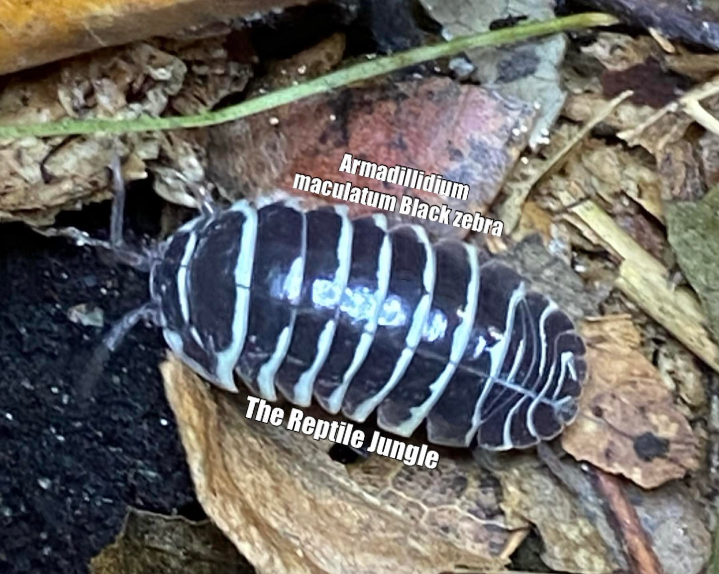 Armadillidium maculatum Black Zebra Isopods