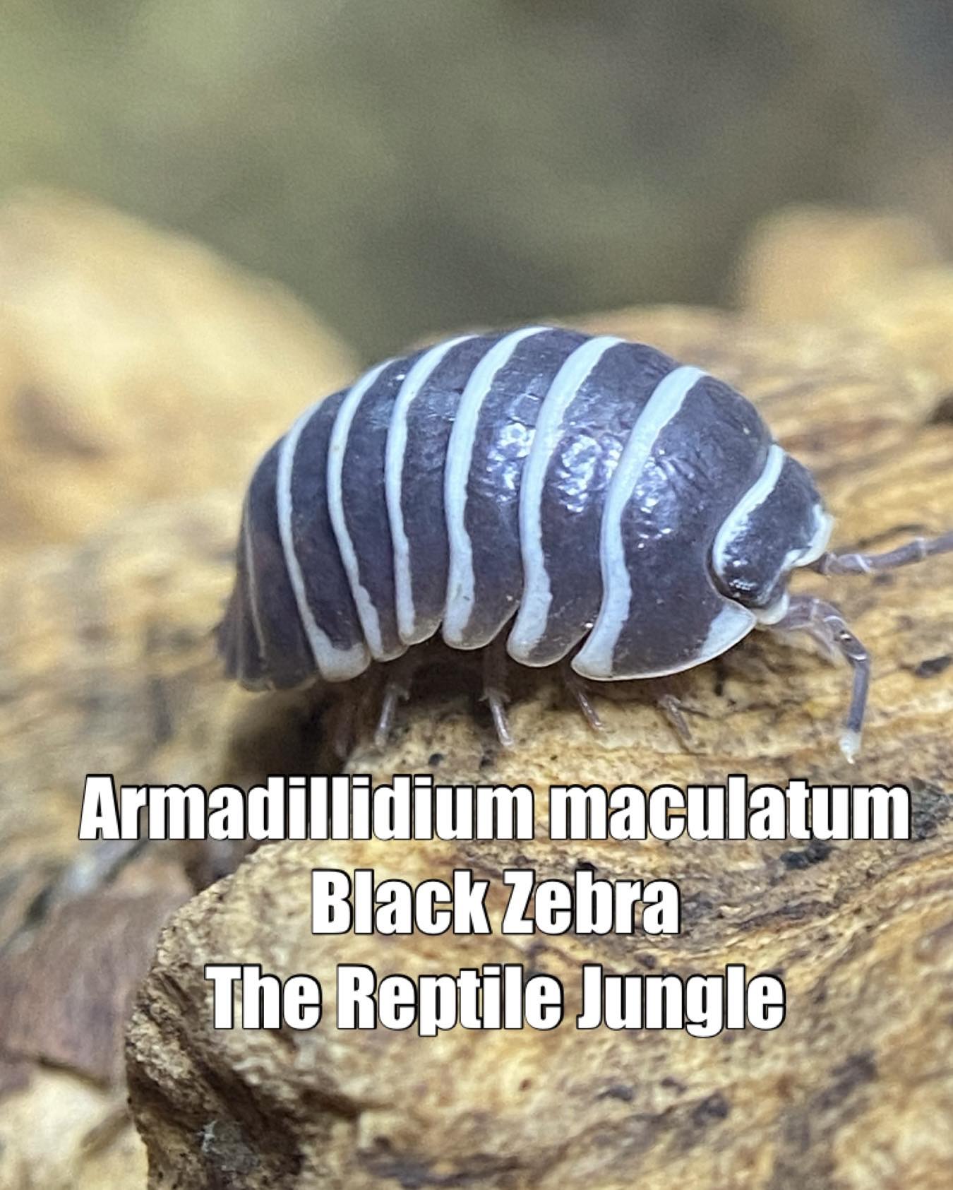 Armadillidium maculatum Black Zebra Isopods