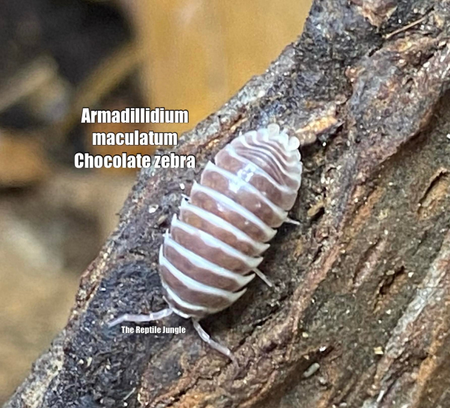 Armadillidium maculatum Chocolate Zebra Isopods