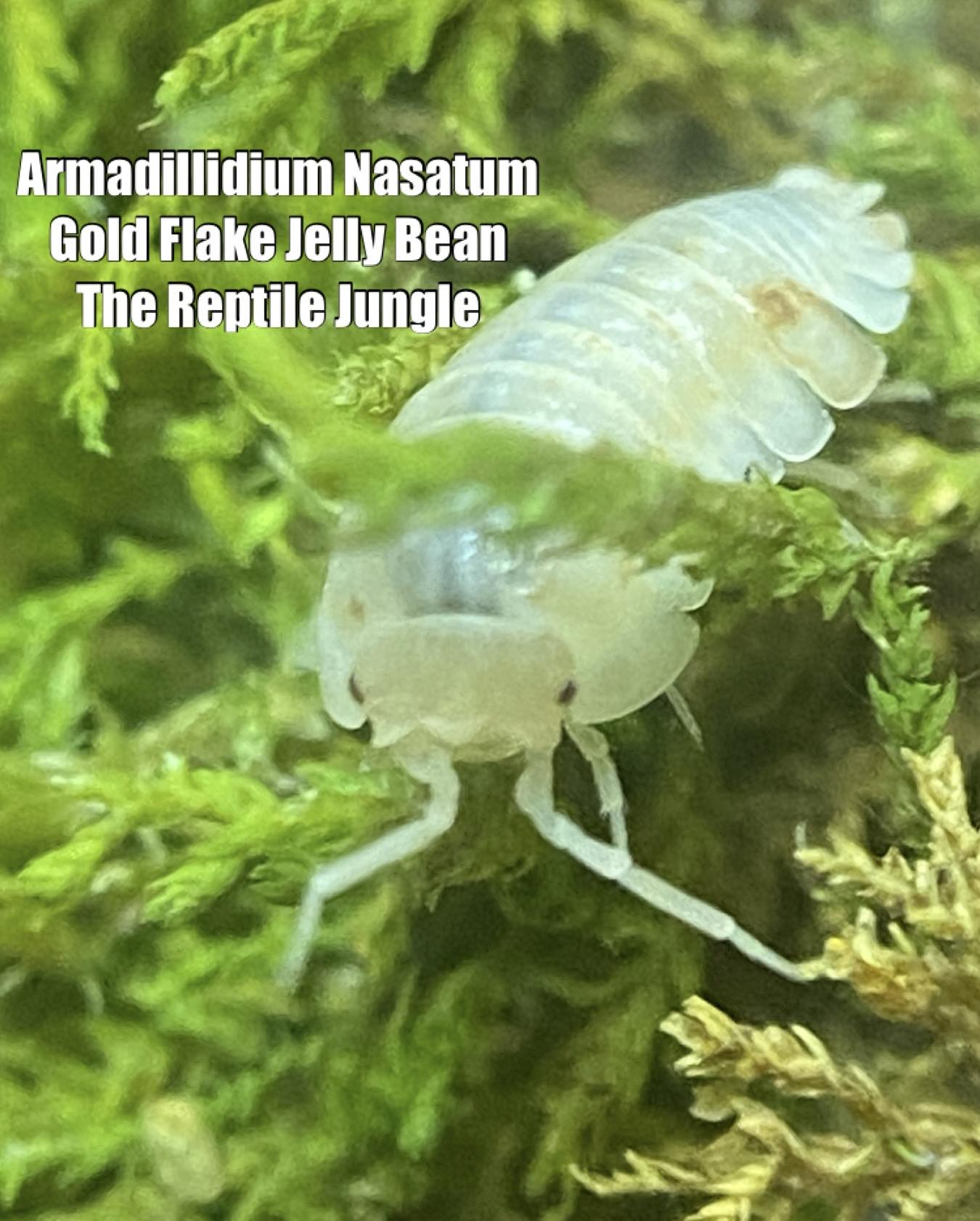 Armadillidium nasatum Gold Flake Jelly Bean Isopods