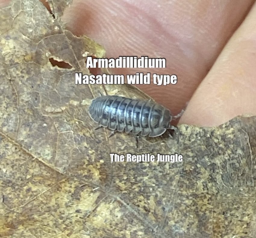 Armadillidium nasatum Wild Type Isopods