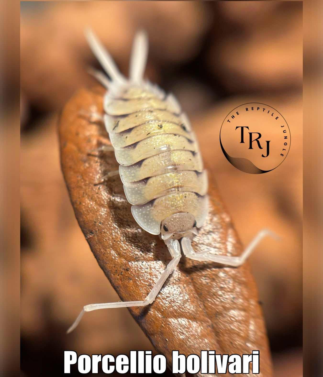 Porcellio bolivari Isopods