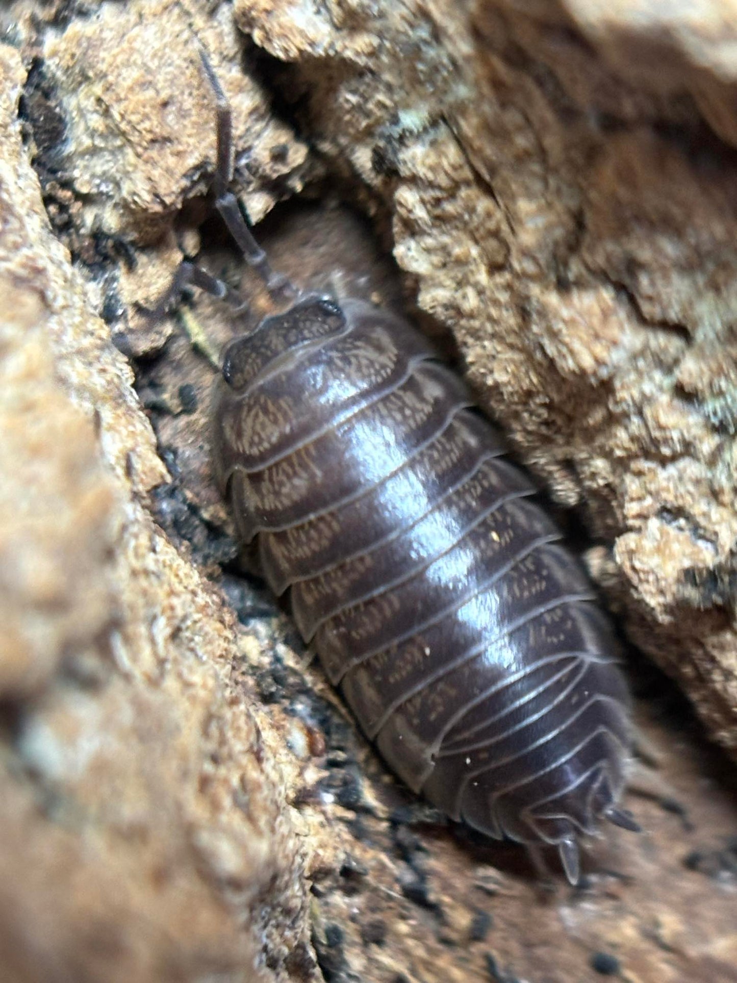 Cylisticus convexus Isopods