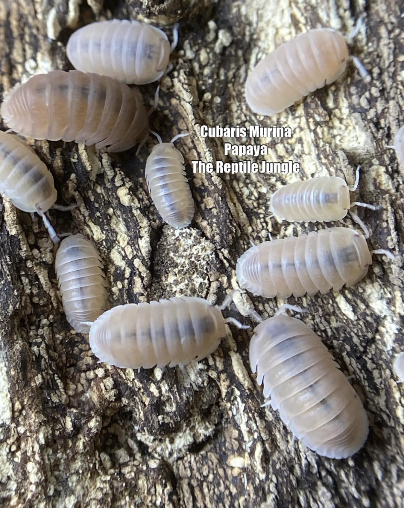 Cubaris murina Papaya Isopods