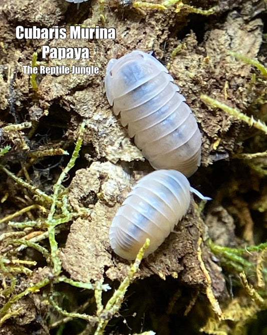 Cubaris murina Papaya Isopods