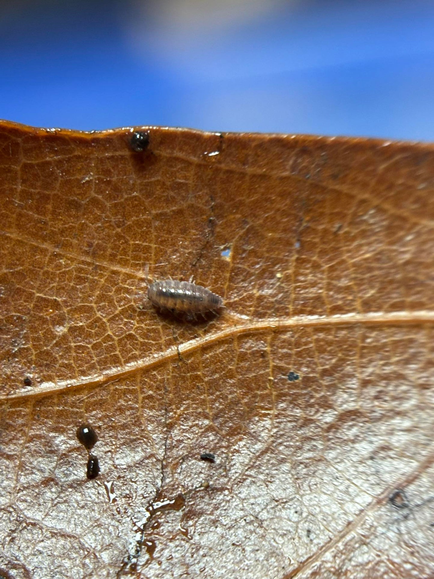 Trichorhina tomentosa Dwarf Purple Isopods