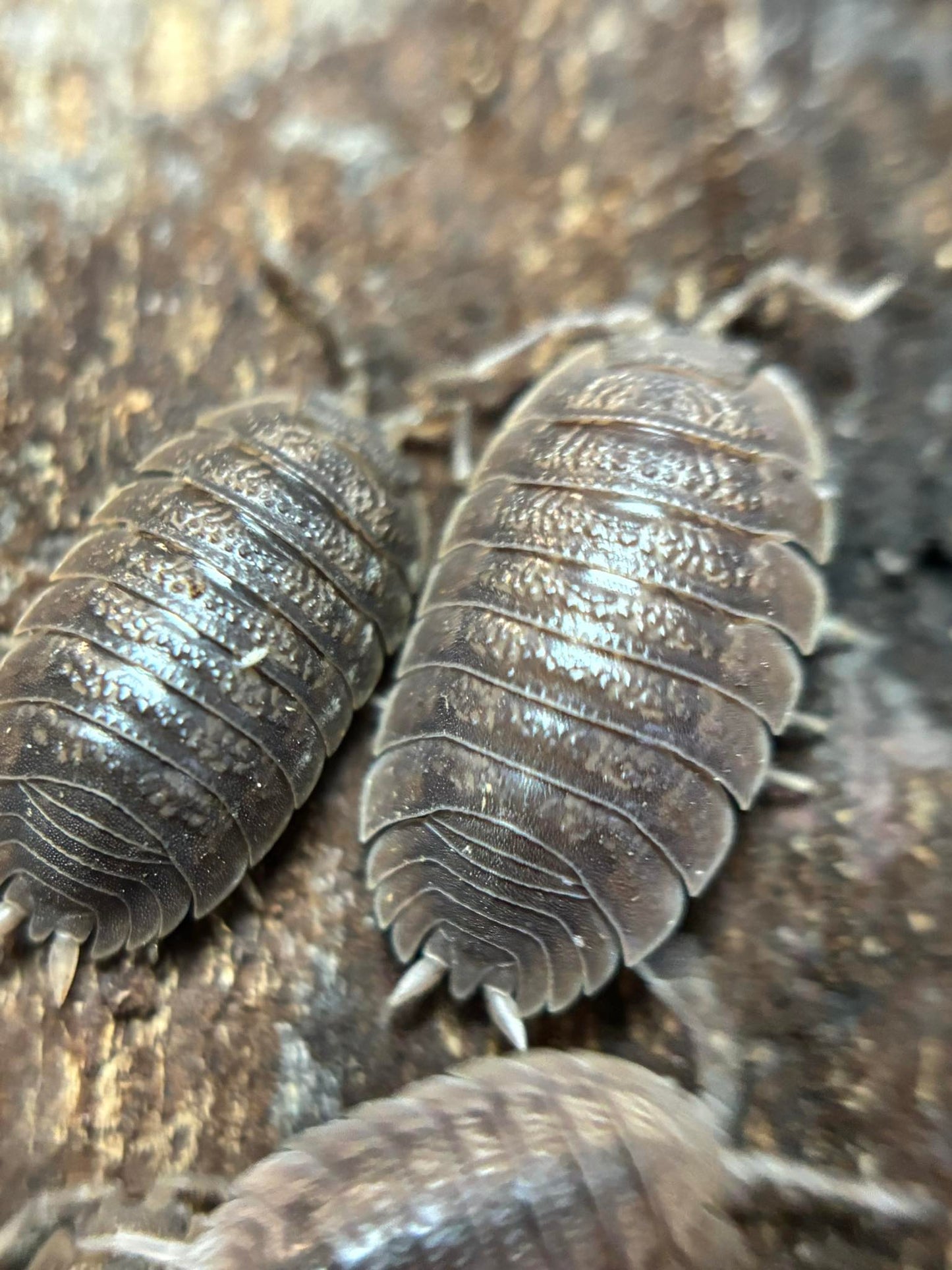 Porcellio dilatatus Giant Canyon Isopods