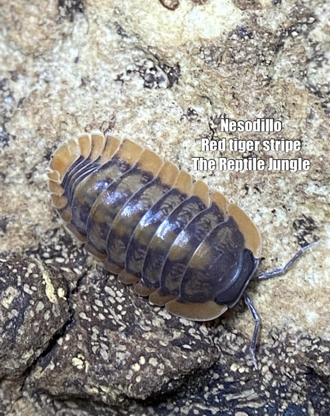 Nesodillo sp Red Tiger Isopods