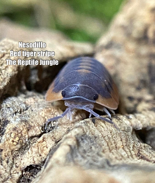 Nesodillo sp Red Tiger Isopods