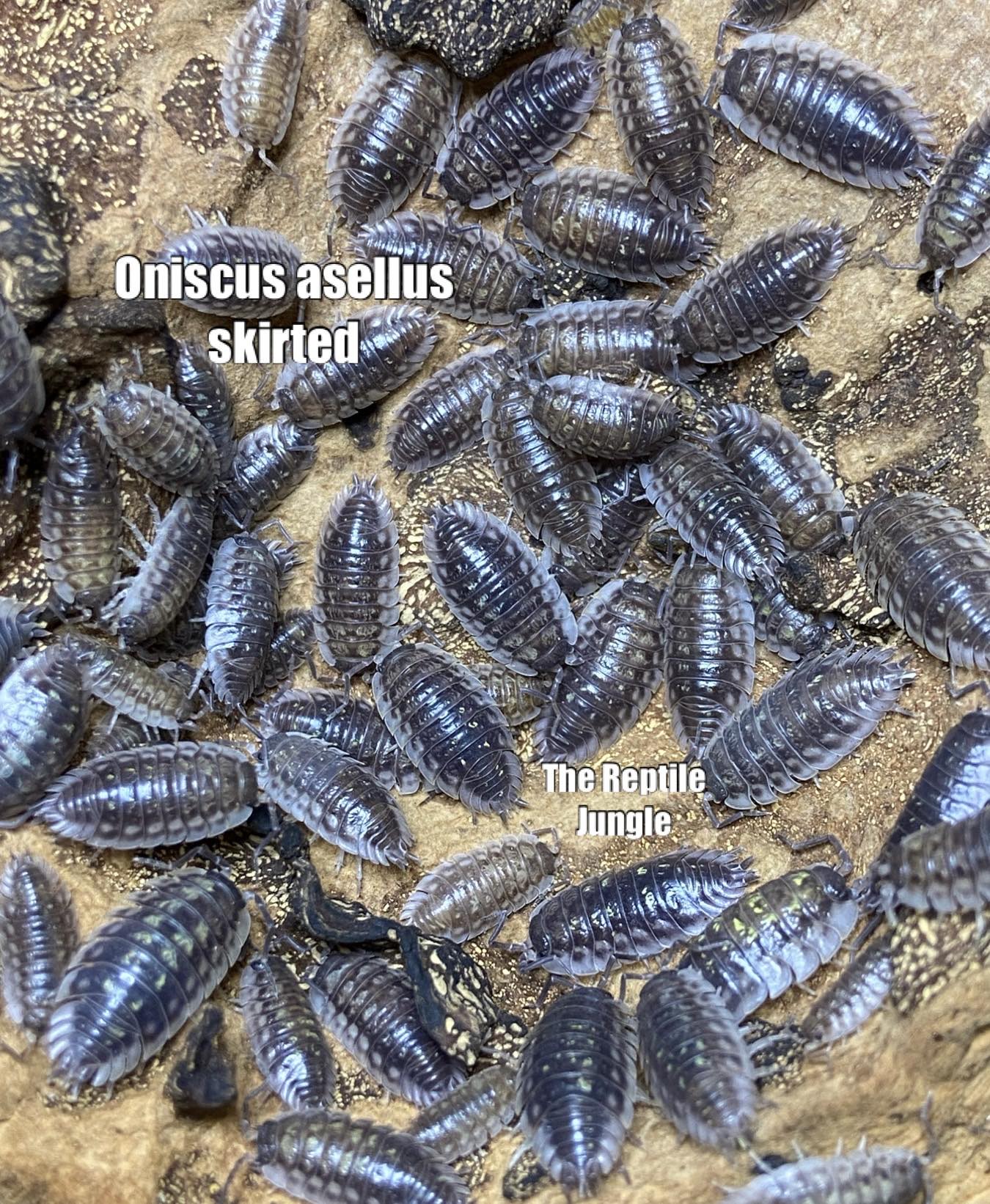 Oniscus asellus Skirted Isopods