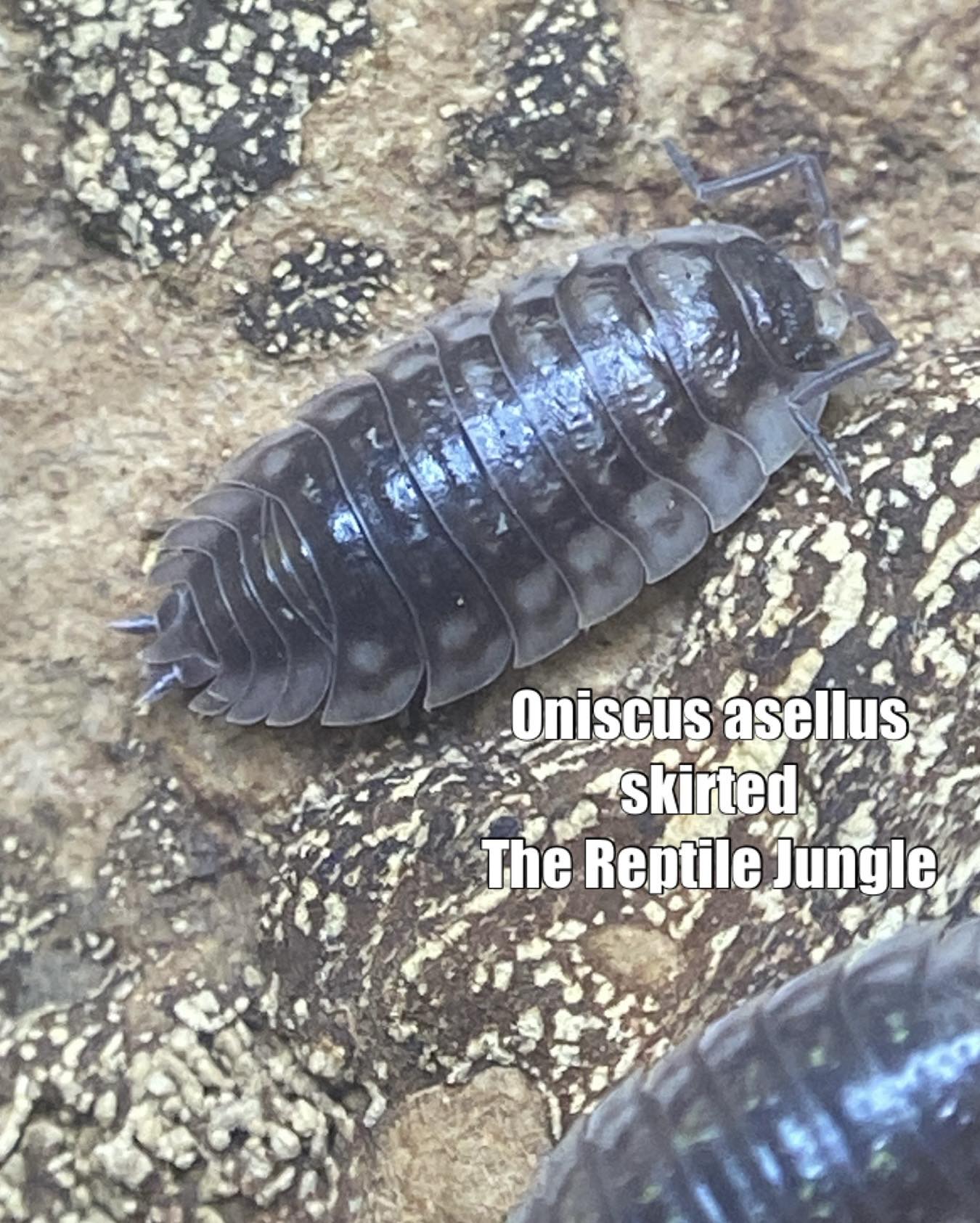 Oniscus asellus Skirted Isopods