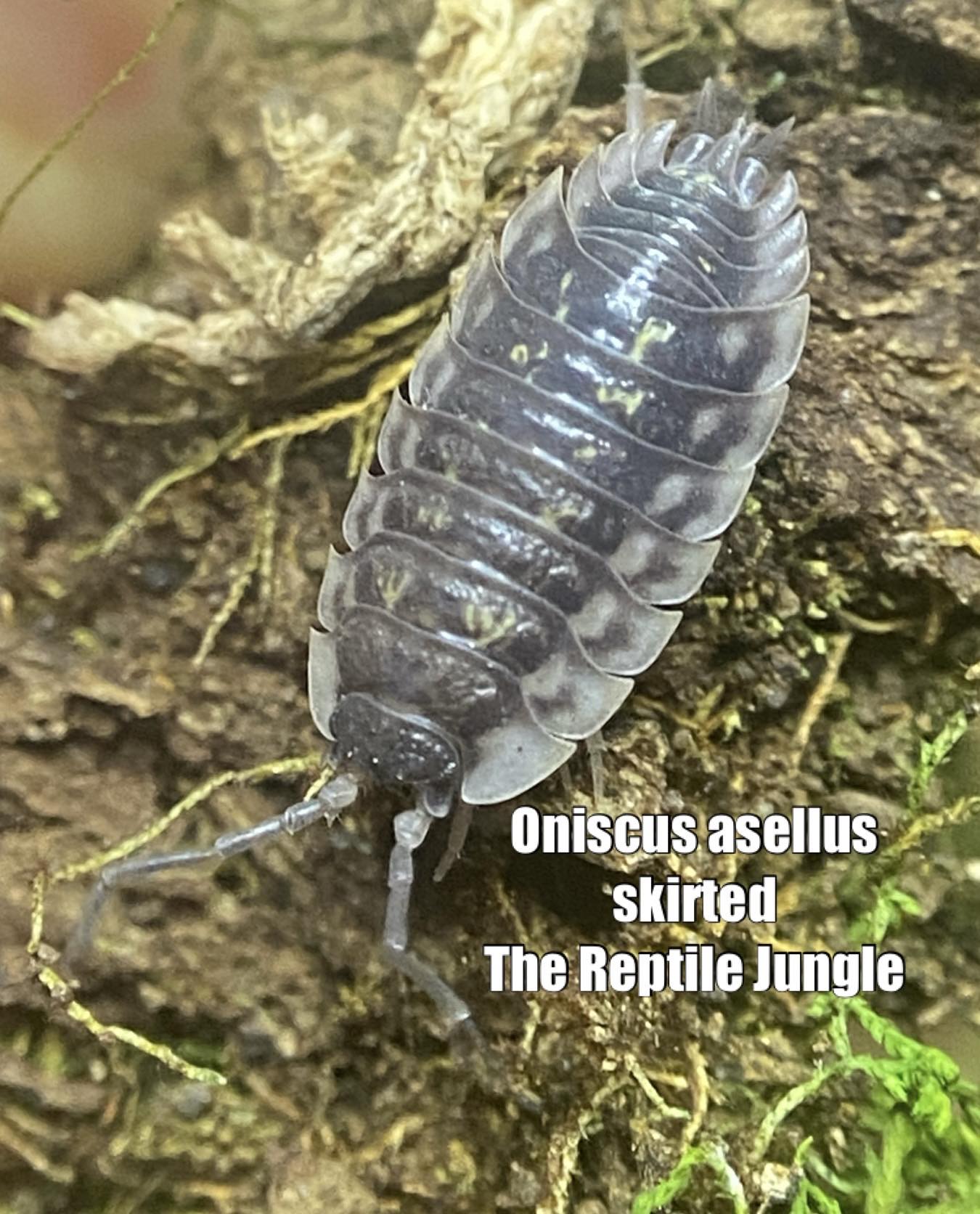 Oniscus asellus Skirted Isopods