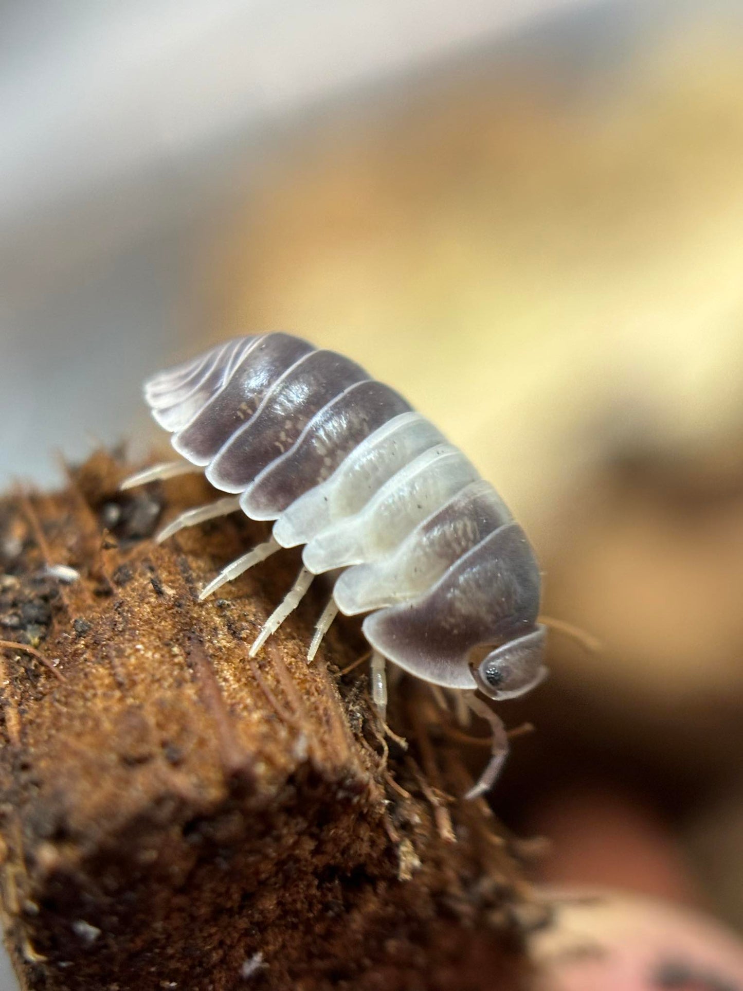 Cubaris sp Panda King Isopods