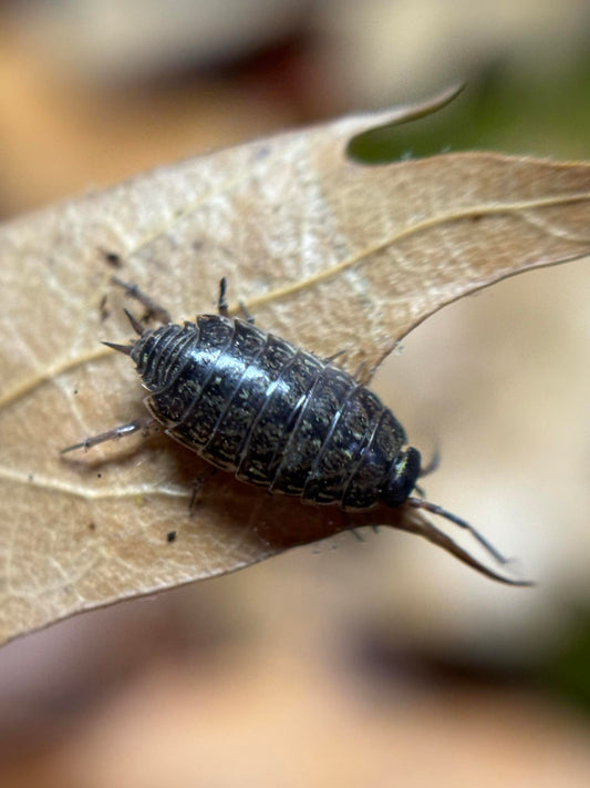 Philoscia muscorum Isopods