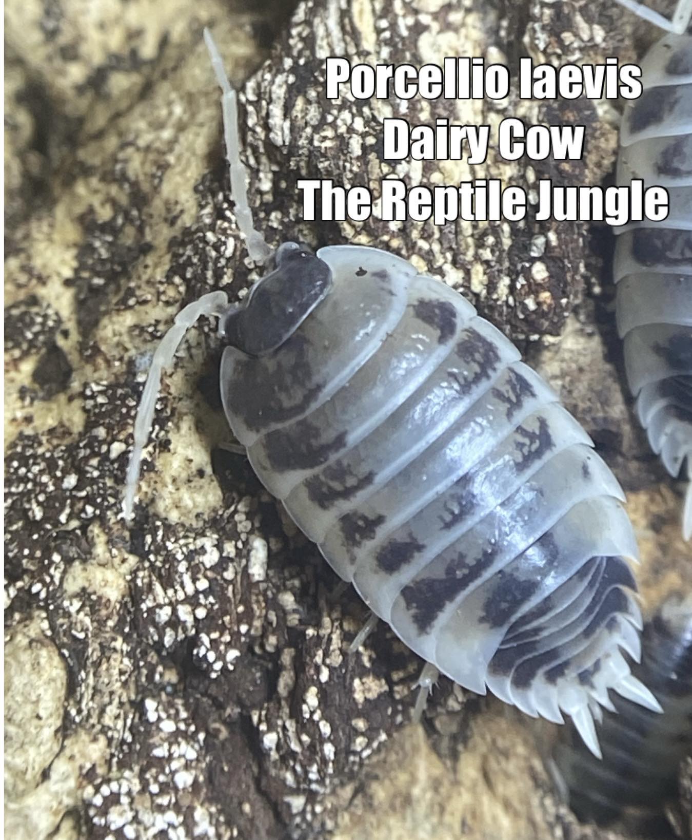 Porcellio laevis Dairy Cow Isopods