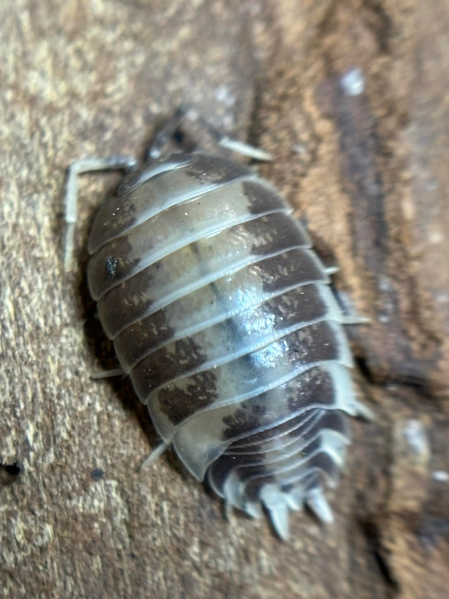 Porcellio laevis Milkback Isopod