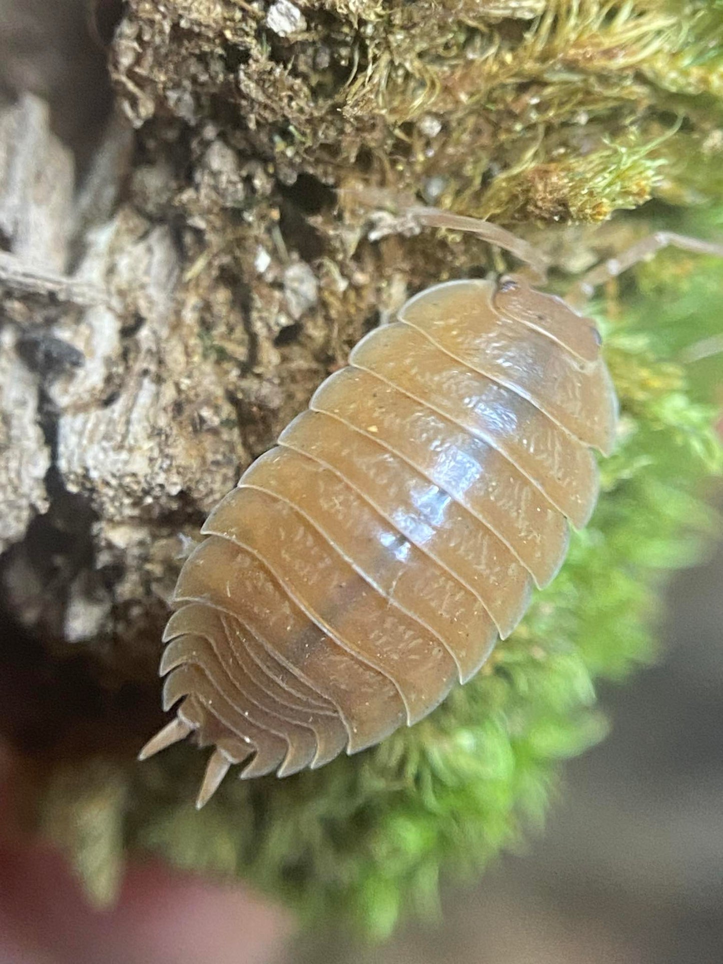 Porcellio laevis Orange Isopod