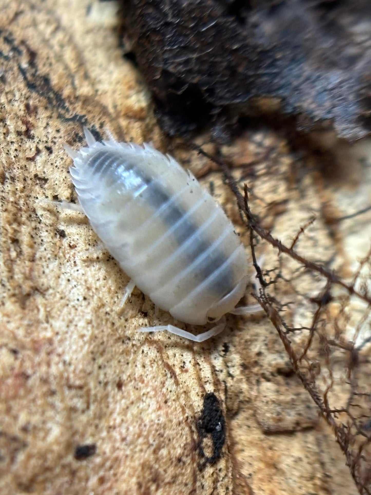 Porcellio laevis Smooth White Isopods