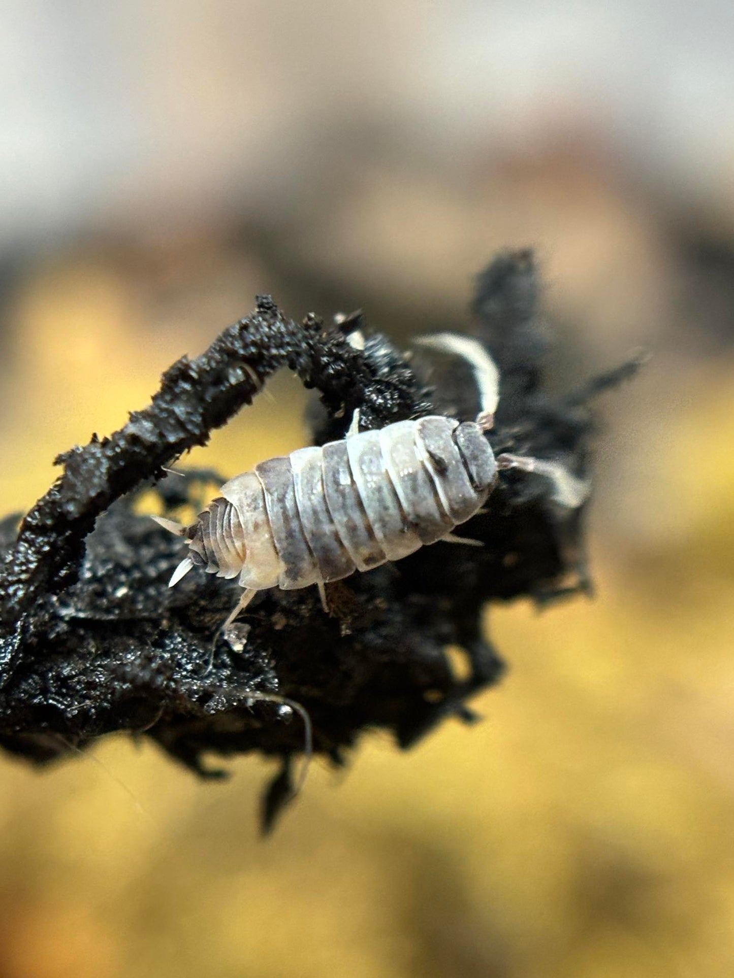 Porcellionides Pruinosus Oreo Crumble Isopods