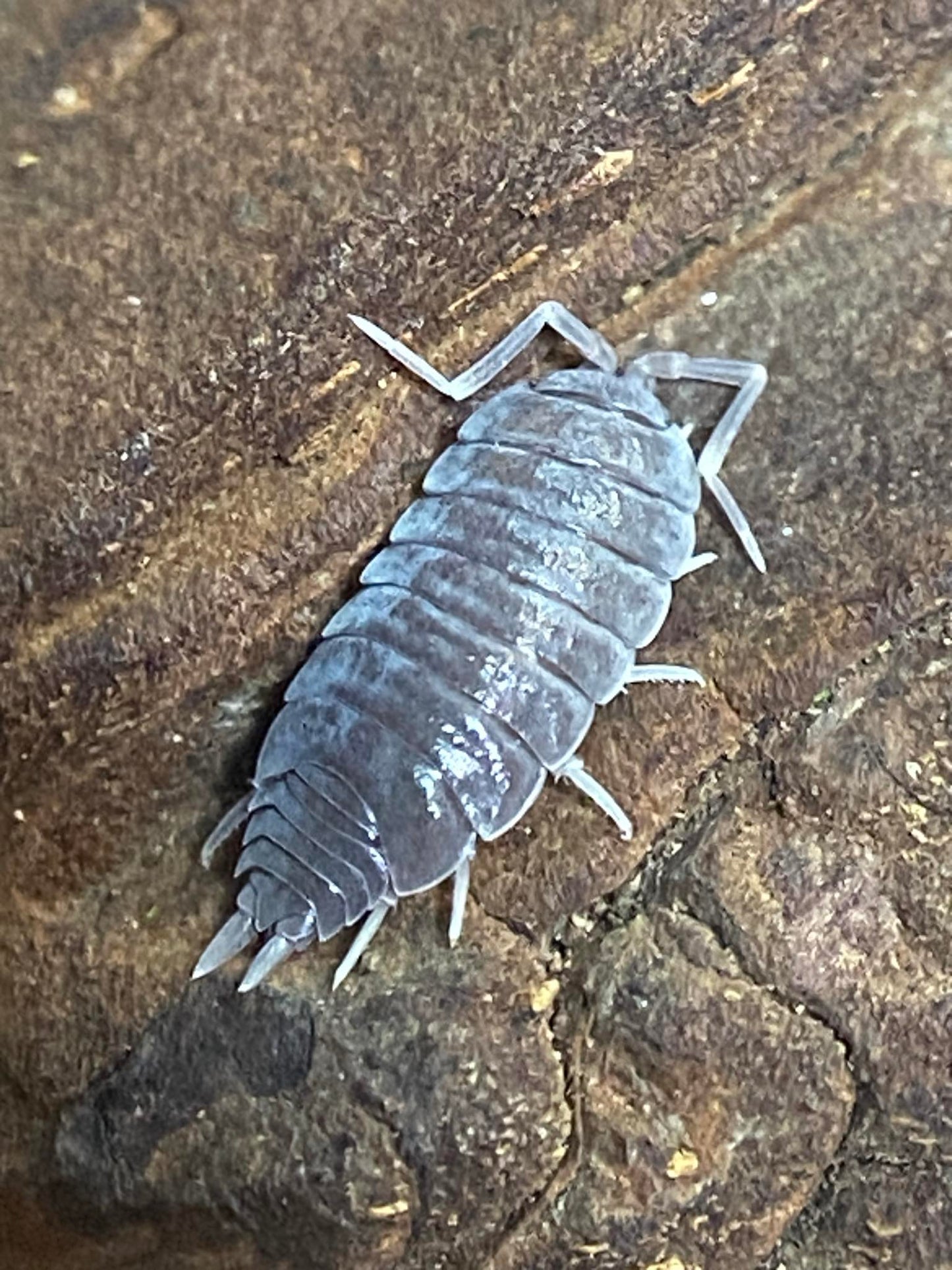 Porcellionides Pruinosus Powder Blue Isopods