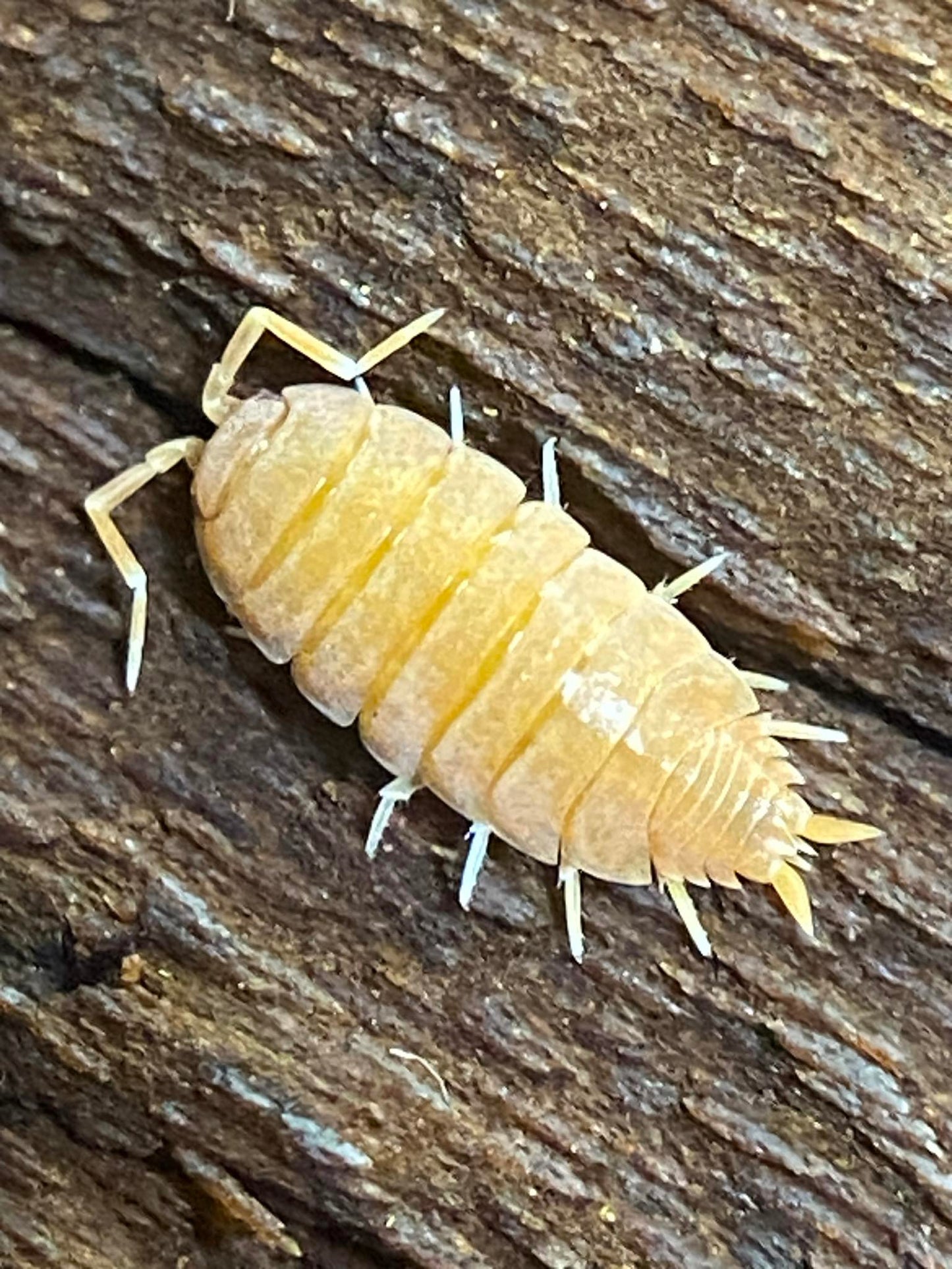 Porcellionides Pruinosus Powder Orange Isopods