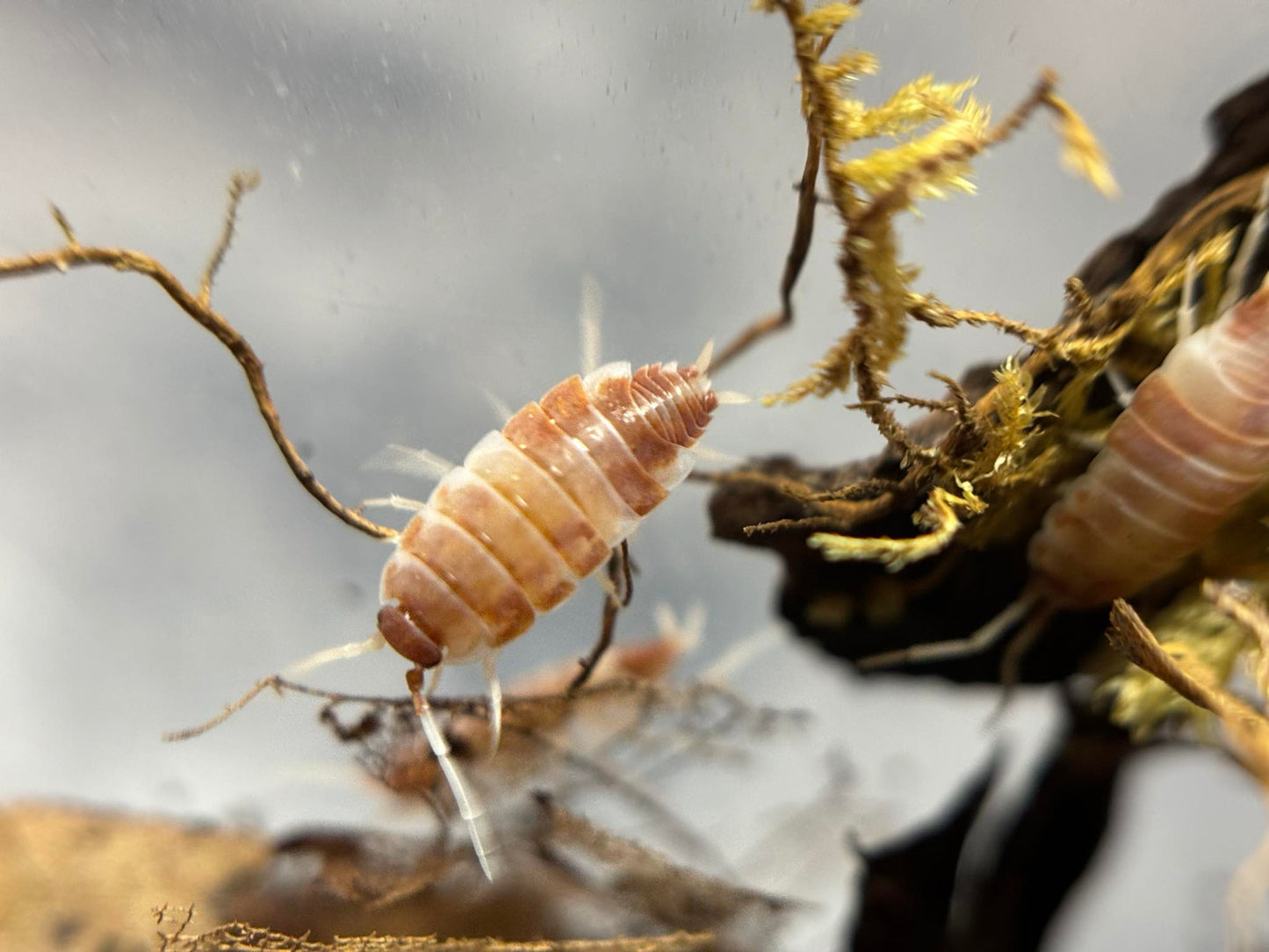 Porcellionides Pruinosus Orange Cream Isopods