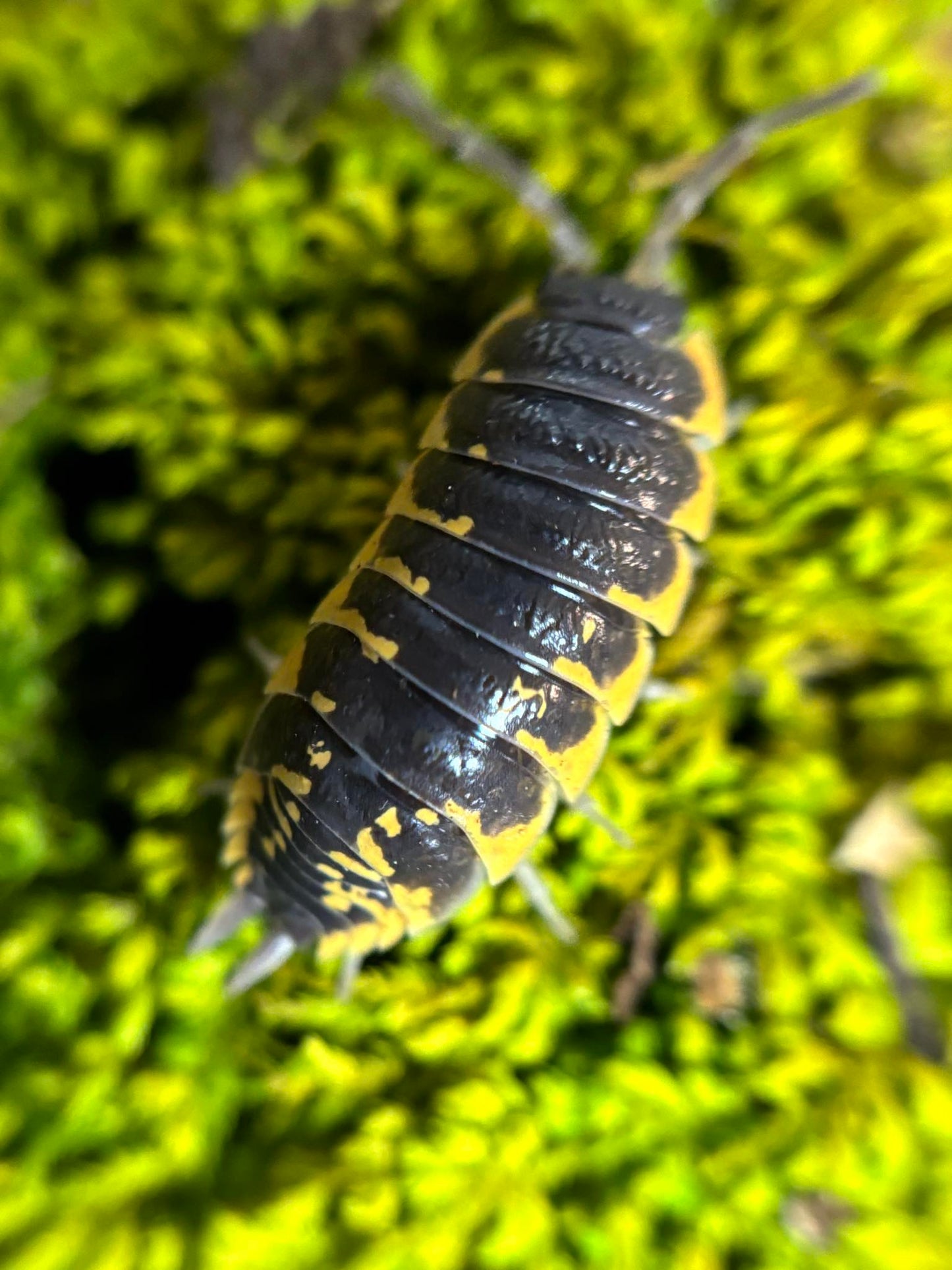 Porcellio ornatus Isopods