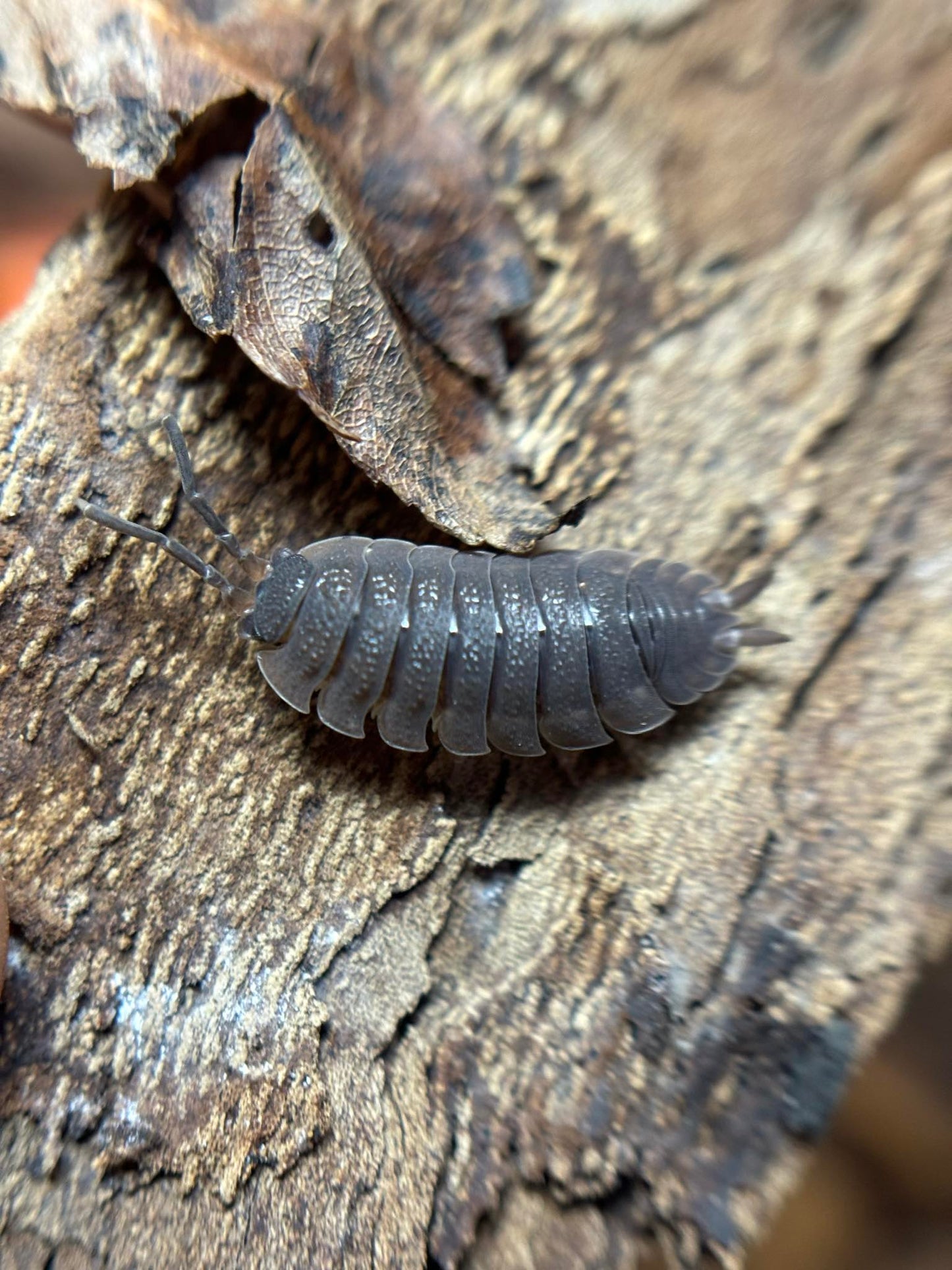 Porcellio scaber Blue Isopods