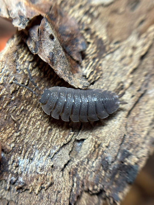 Porcellio scaber PARTY MIX Isopods