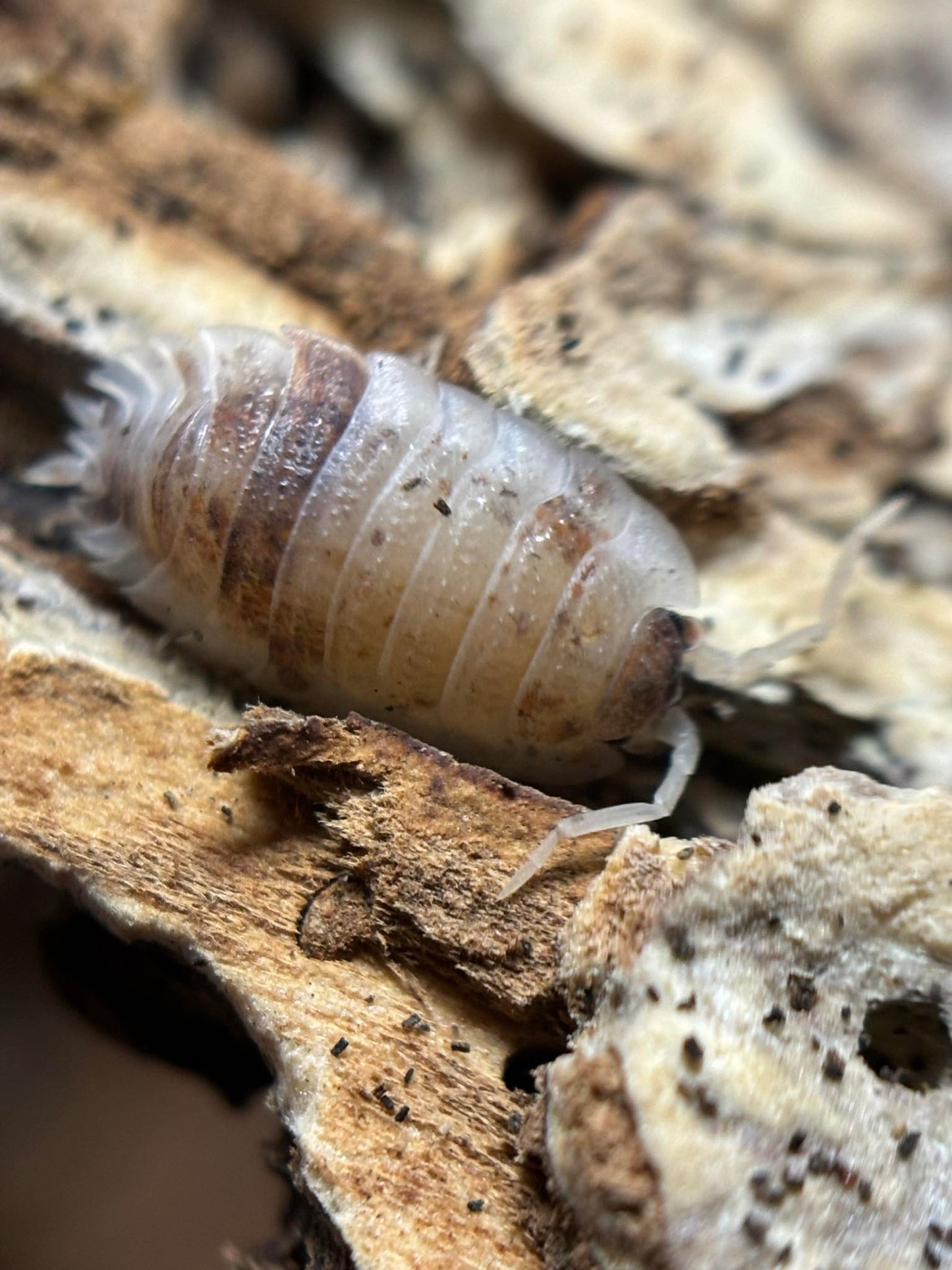 Porcellio scaber Koi Isopods
