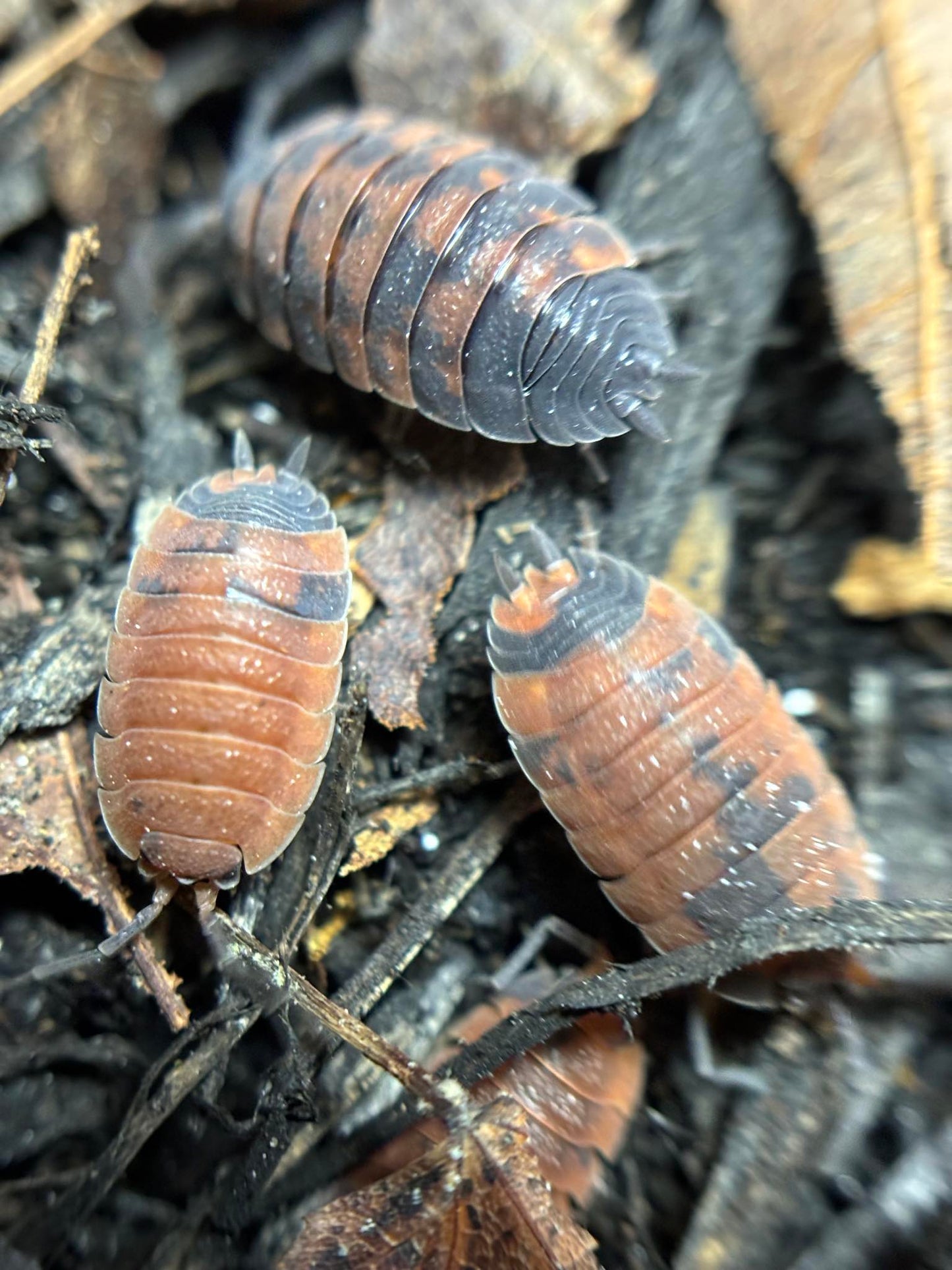 Porcellio scaber Lava Isopods