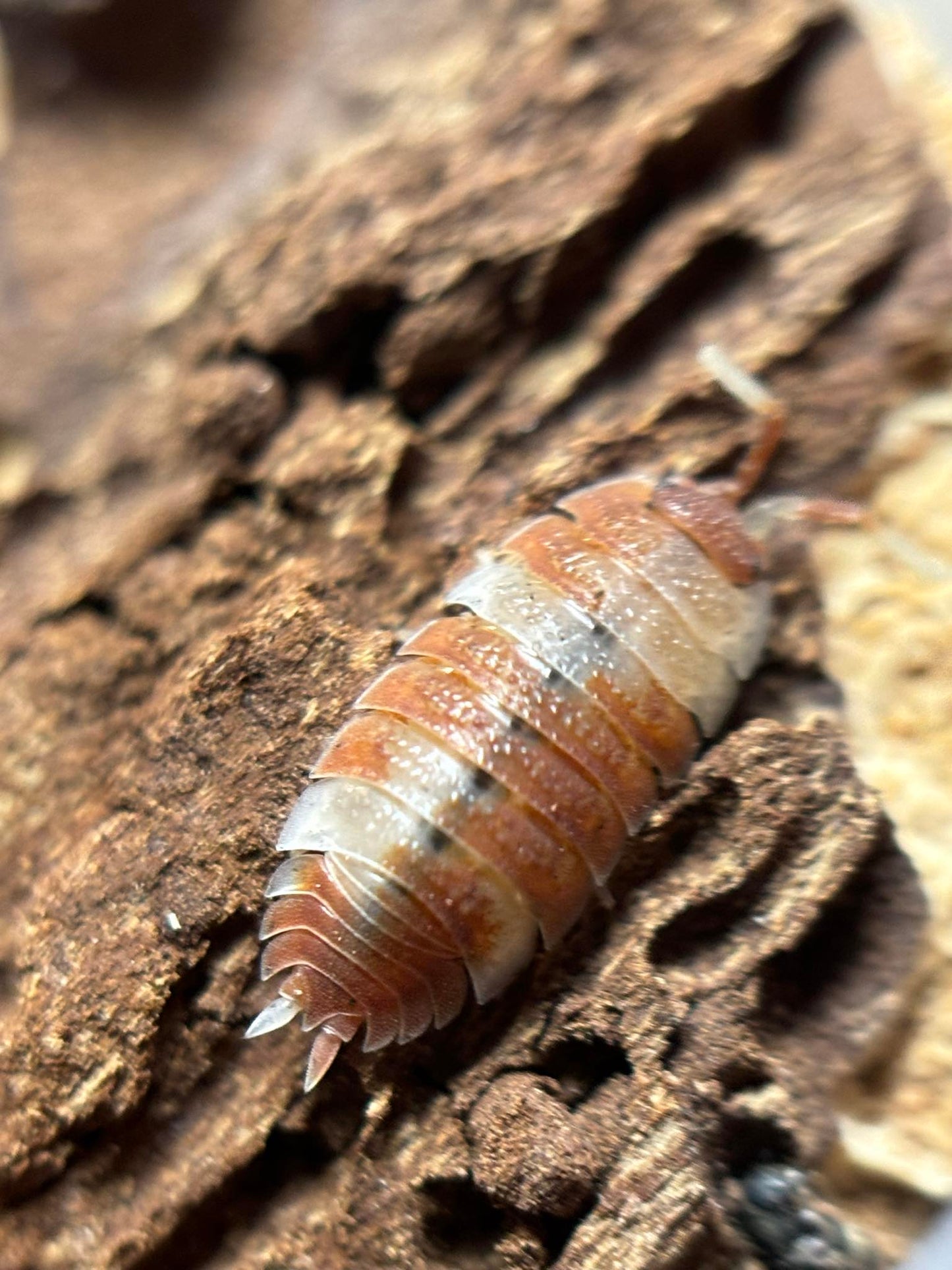 Porcellio scaber Orange Koi Isopods
