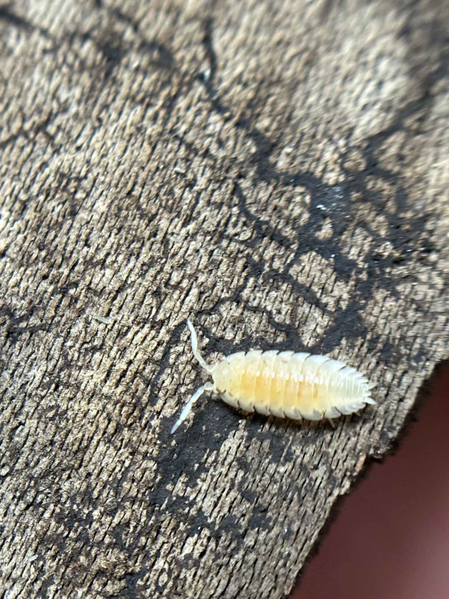Porcellio scaber PARTY MIX Isopods