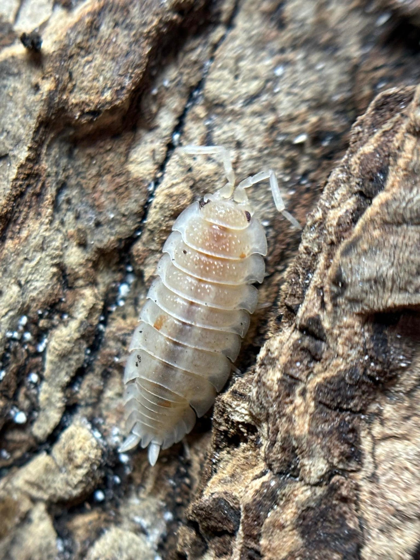Porcellio scaber Whiteout Isopods