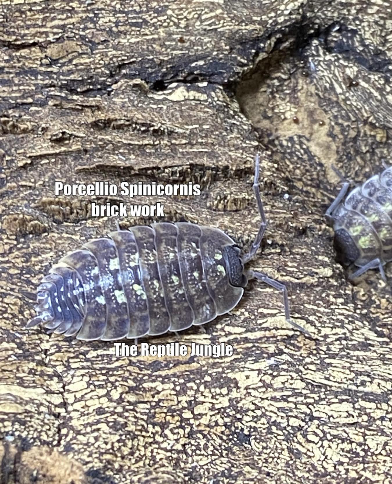 Porcellio spinicornus Brickwork Isopods