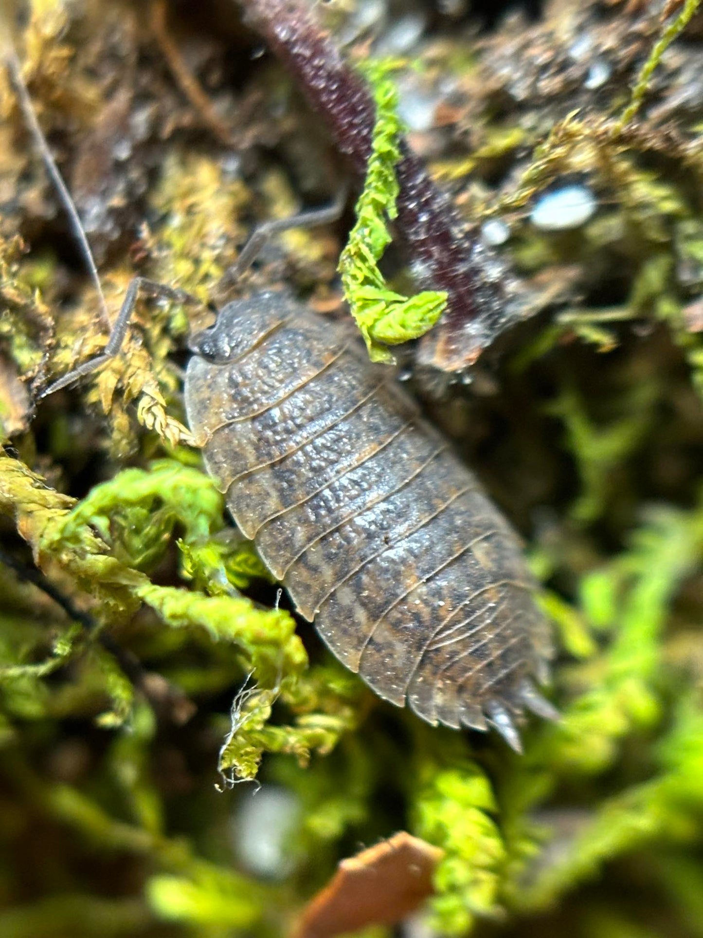 Trachelipus rathkii Isopods