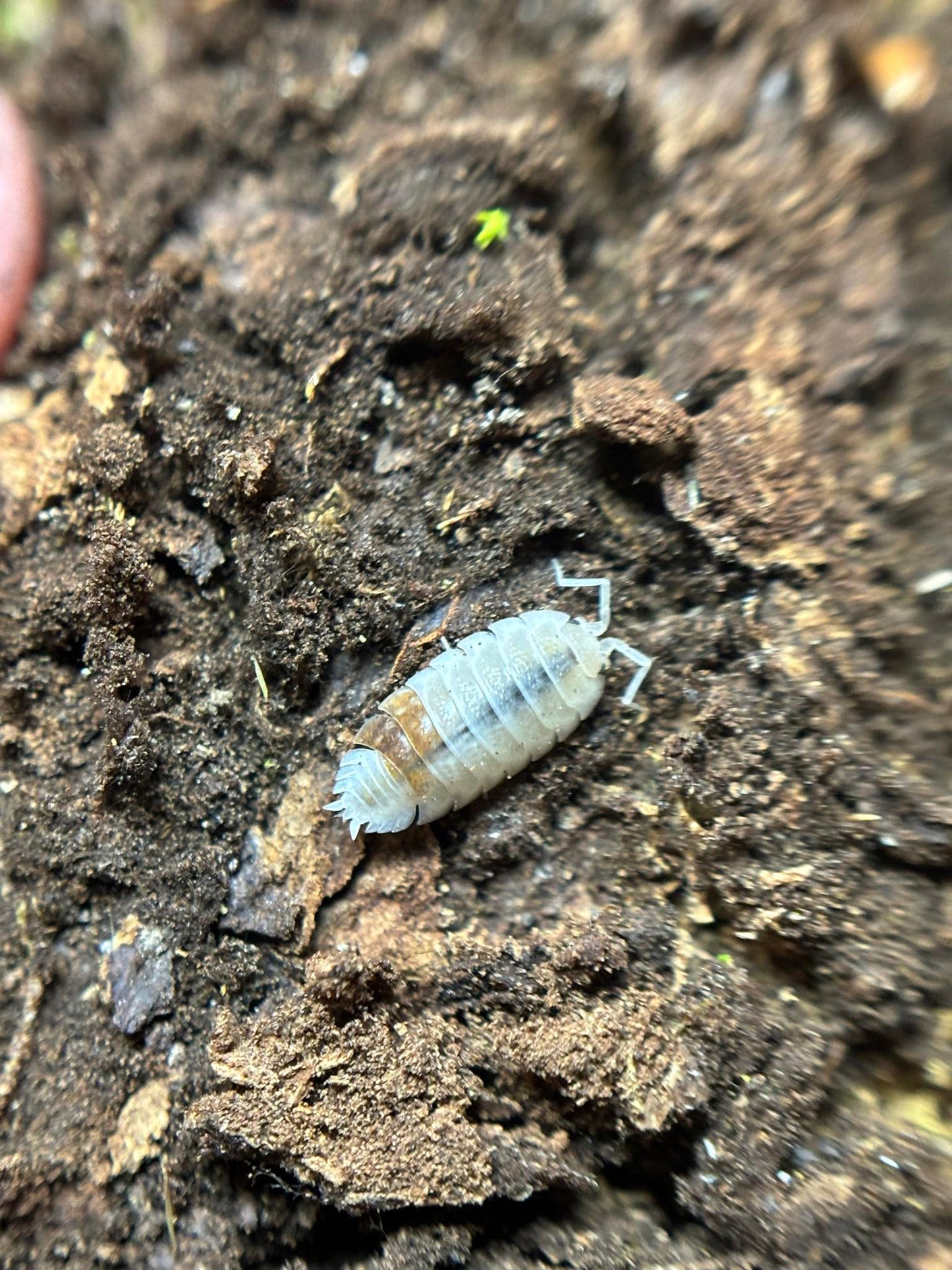 Trachelipus rathkii Pied Isopods