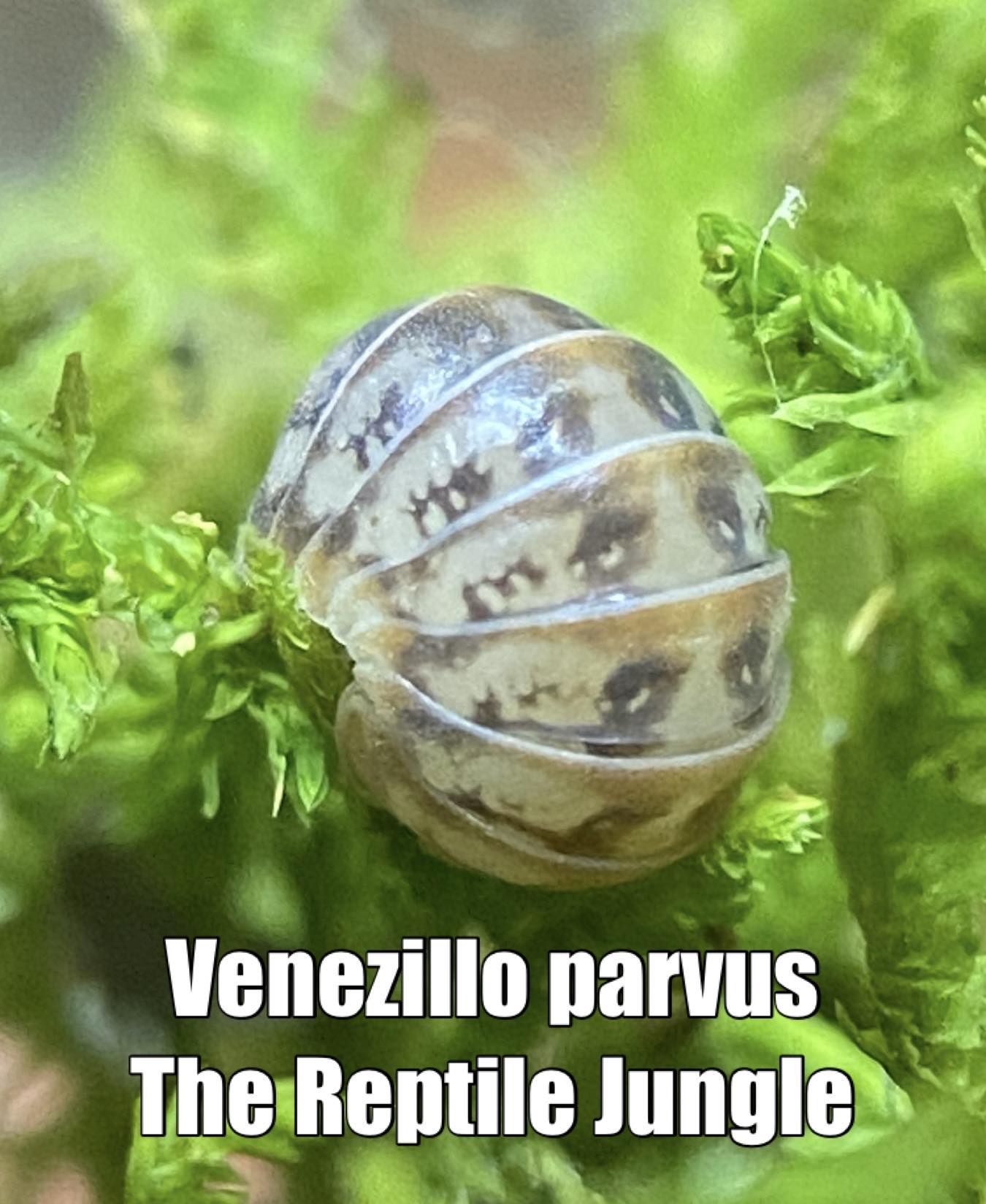 Venezillo parvus Isopods